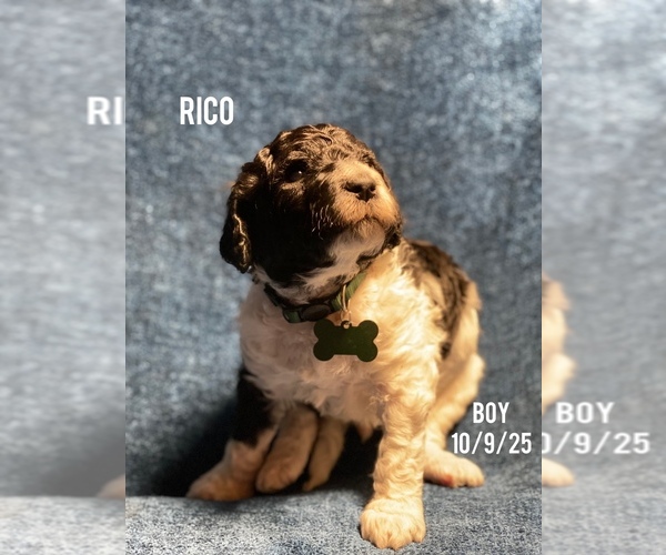 Medium Photo #1 Poodle (Standard) Puppy For Sale in CHARLOTTE, NC, USA