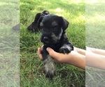 Small Photo #2 Schnauzer (Miniature) Puppy For Sale in MIDDLEFIELD, OH, USA