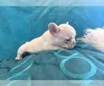Small #11 French Bulldog