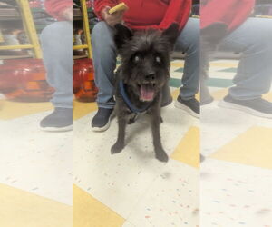 Mutt Dogs for adoption in Morganville, NJ, USA