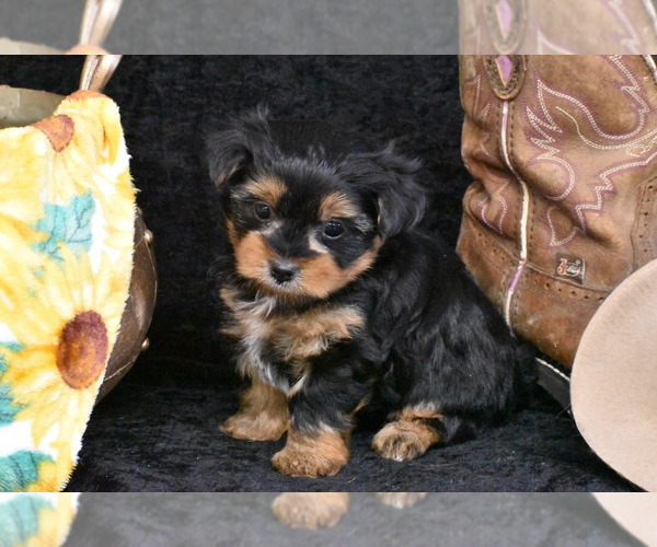 Medium Photo #2 Yorkshire Terrier Puppy For Sale in ELDORADO, OH, USA