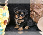 Small Photo #2 Yorkshire Terrier Puppy For Sale in ELDORADO, OH, USA
