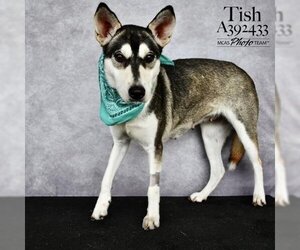 Siberian Husky-Unknown Mix Dogs for adoption in Conroe, TX, USA