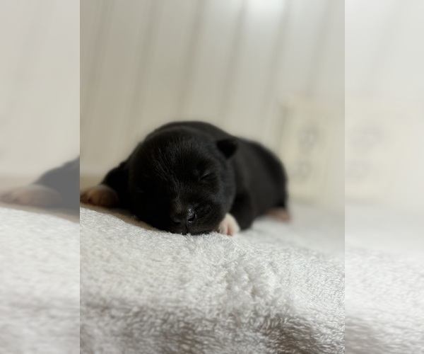 Medium Photo #3 Siberian Husky Puppy For Sale in HEMET, CA, USA