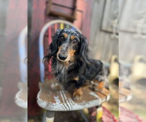 Dachshund Dogs for adoption in Sioux Falls, SD, USA