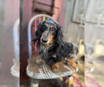 Small Dachshund