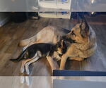 Small #13 German Shepherd Dog Mix