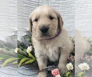 Golden Retriever Puppy for sale in CLEVELAND, TX, USA