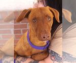 Small #1 Mutt