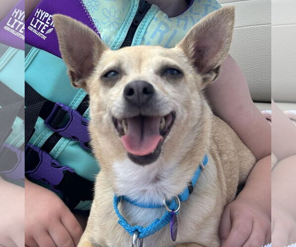 Medium Photo #3 Chihuahua-Unknown Mix Puppy For Sale in Fargo, ND, USA