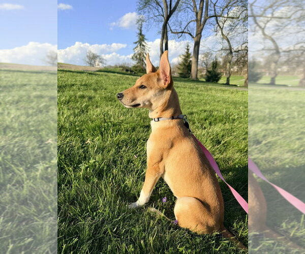 Medium Photo #2 Mutt Puppy For Sale in Springdale, PA, USA