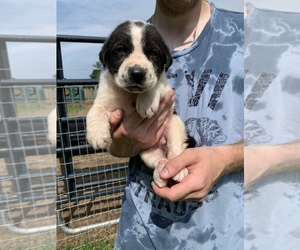 Great Pyrenees-Siberian Husky Mix Puppy for sale in NEOLA, WV, USA