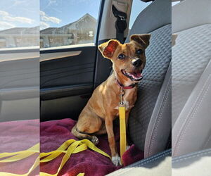 Chihuahua-Unknown Mix Dogs for adoption in Metairie, LA, USA