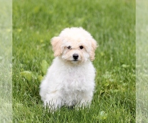 Bichon Frise-Bichpoo Mix Puppy for sale in KINZERS, PA, USA
