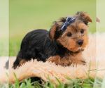 Image preview for Ad Listing. Nickname: Litter of 20