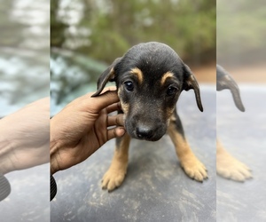 Doberman Pinscher-Great Pyrenees Mix Puppy for sale in POLKTON, NC, USA