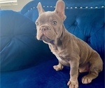 Small Photo #10 French Bulldog Puppy For Sale in NORTH HAMPTON, NH, USA