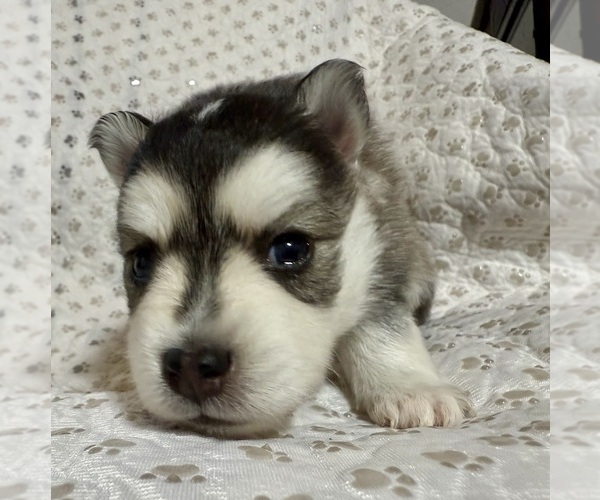 Medium Photo #40 Pomsky Puppy For Sale in NASHUA, NH, USA