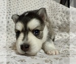 Small #9 Pomsky
