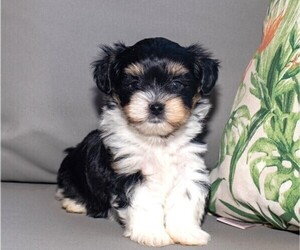 Morkie Puppy for sale in EL CAJON, CA, USA