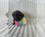 Puppy 3 Labradoodle