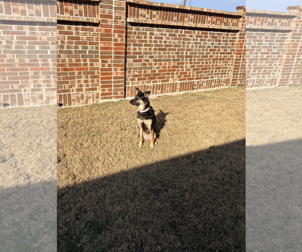 Medium Photo #3 Australian Shepherd Puppy For Sale in Dallas, TX, USA