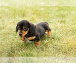 Small #3 Dachshund