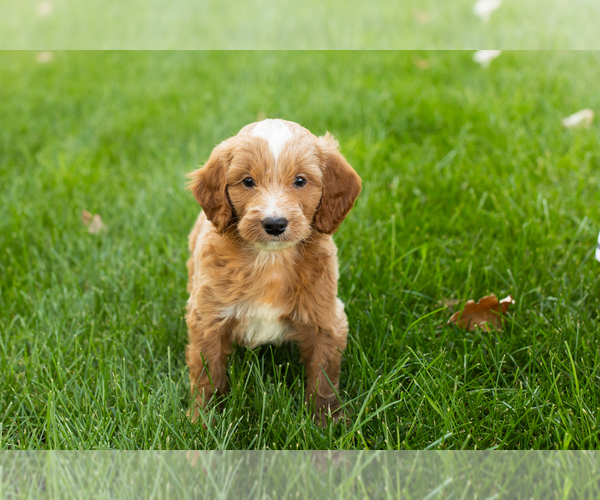 Medium Photo #21 Goldendoodle-Poodle (Miniature) Mix Puppy For Sale in NAPPANEE, IN, USA