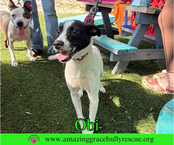 Medium Photo #17 Jack Russell Terrier-Unknown Mix Puppy For Sale in Milton, FL, USA