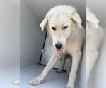 Small Great Pyrenees