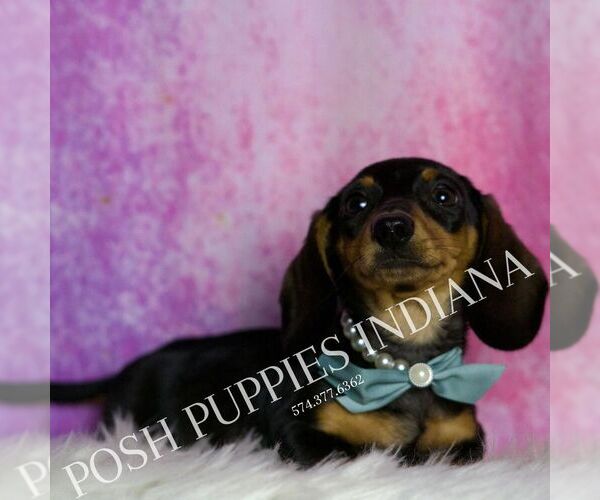 Medium Photo #4 Dachshund Puppy For Sale in WARSAW, IN, USA