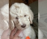 Small Photo #6 Labradoodle Puppy For Sale in CANTON, SD, USA