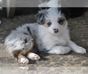 Miniature Australian Shepherd Puppy for sale in LOUISBURG, KS, USA