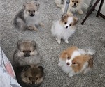 Small #3 Pomeranian