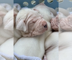 Dogo Argentino Puppy for sale in INKSTER, MI, USA