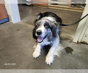 Australian Shepherd Dogs for adoption in Santa Cruz, CA, USA