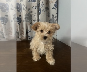 Morkie Puppy for Sale in DURHAM, Connecticut USA