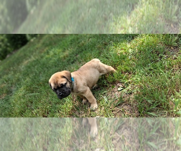 Medium Photo #8 Bullmastiff Puppy For Sale in CAMDEN, TN, USA