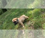 Small #7 Bullmastiff