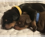 Small Photo #4 Doberman Pinscher Puppy For Sale in HATTIESBURG, MS, USA