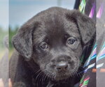 Small #6 American Bulldog-Chocolate Labrador retriever Mix