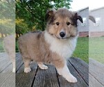 Puppy 6 Collie