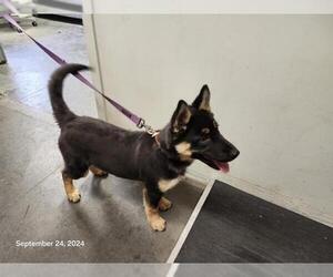 German Shepherd Dog Dogs for adoption in Santa Cruz, CA, USA