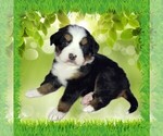 Puppy Raven Bernese Mountain Dog
