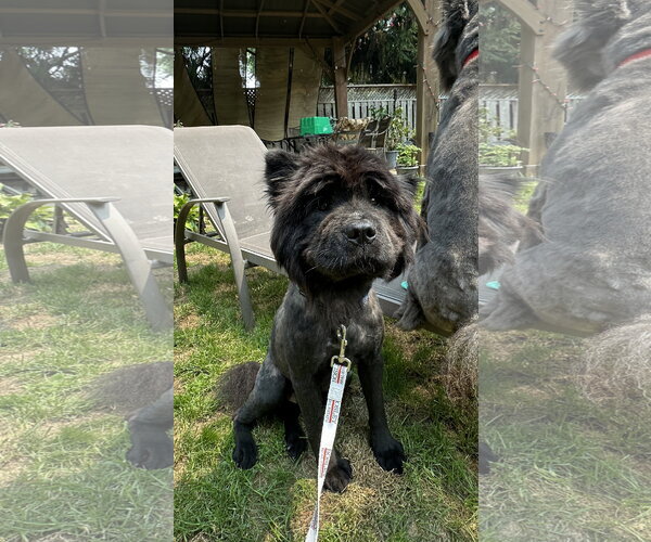 Medium Photo #3 Chow Chow Puppy For Sale in Prescott, Ontario, Canada