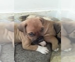 Small Photo #8 America Bandogge Mastiff-American Bandogge Mix Puppy For Sale in MONTROSS, VA, USA