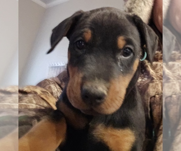 Medium Photo #24 Doberman Pinscher Puppy For Sale in BEGGS, OK, USA