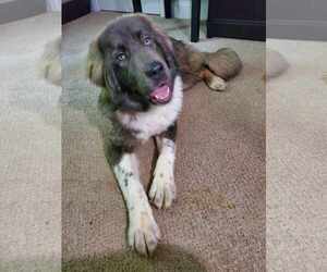 Medium Mutt