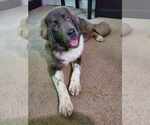 Small Mutt
