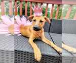 Small #10 Labrador Retriever Mix
